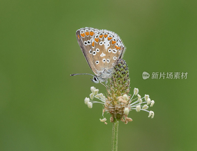 棕Argus蝴蝶(Aricia agestis)